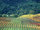 Carmel Valley Vineyard