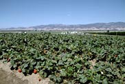 Monterey Salinas Valley